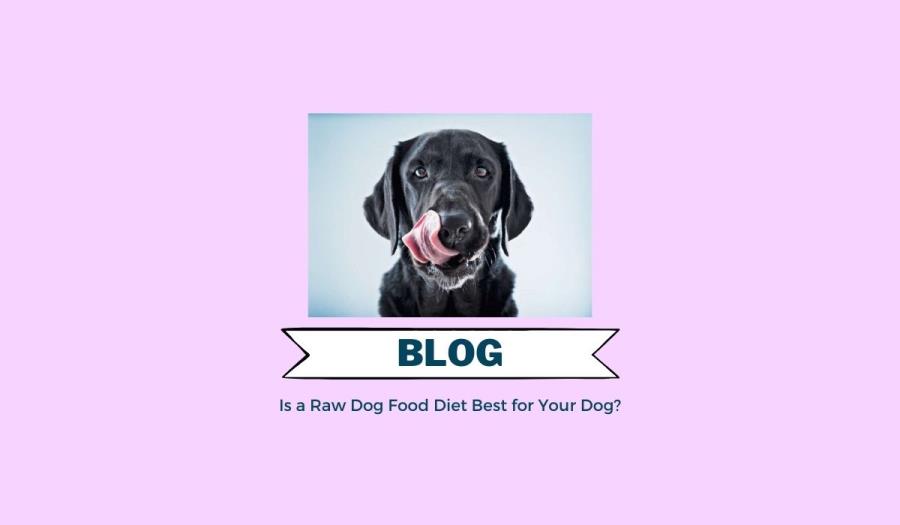 Is a Raw Dog Food Diet Best for Your Dog?